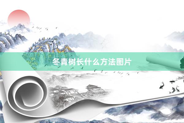 冬青树长什么方法图片